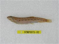 藏品(中華鰍)的圖片